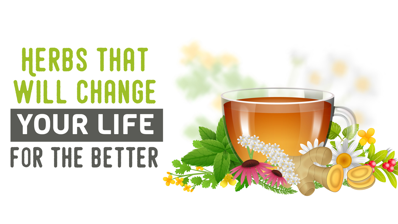 How Biota Herb Can Help You Live a More Balanced Life