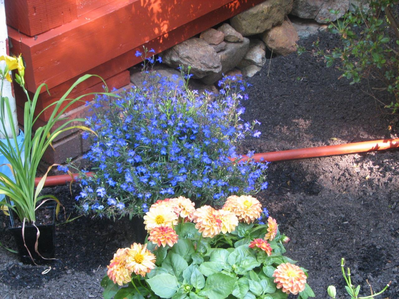 The Top Blue Flowered Plants to Brighten Up Your Salads