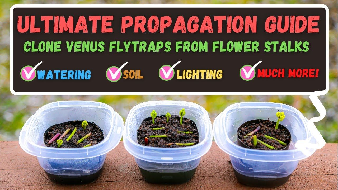 What Every Gardener Should Know About Propagating Venus Fly Traps