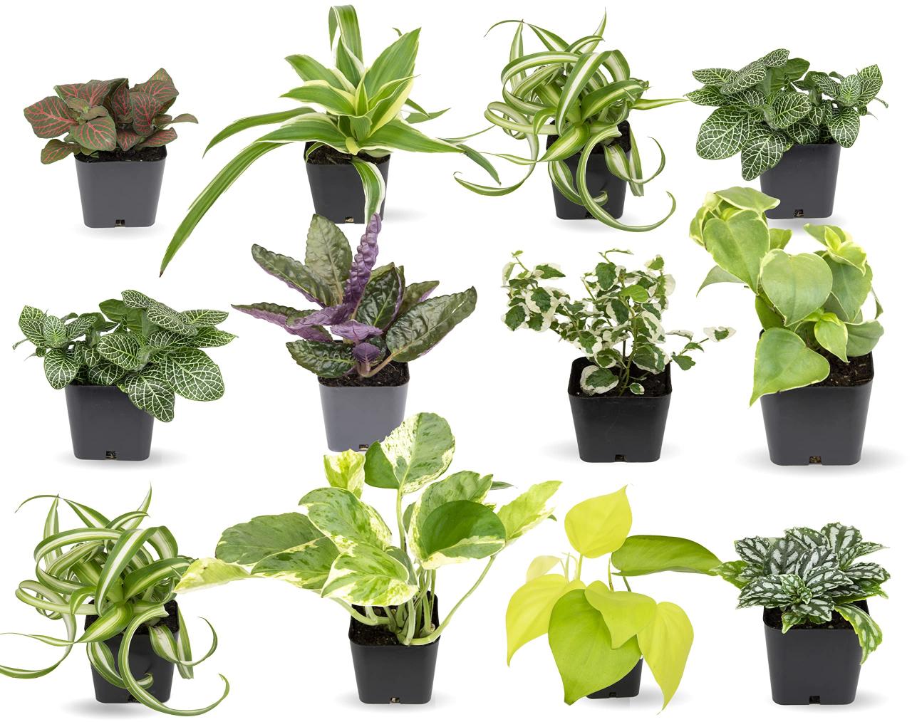 Common Houseplants That Grow Quickly and Easily