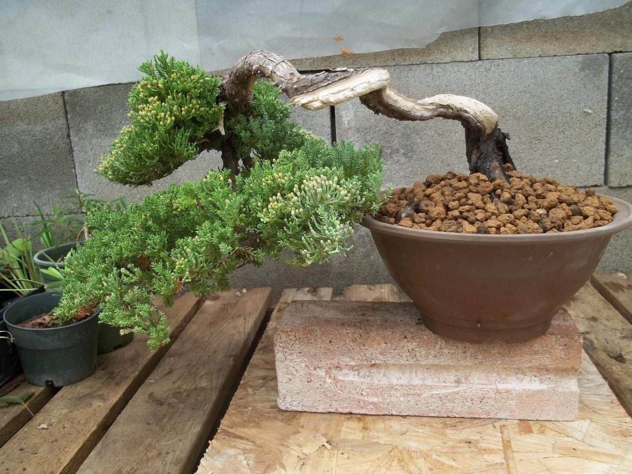 How To Care For Juniper Bonsai Indoors