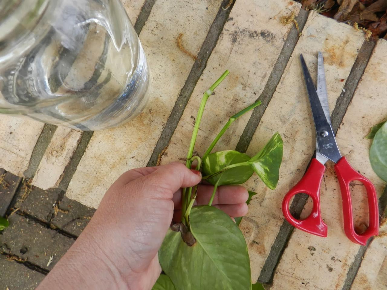 How to Propagate Ivy and Transform Your Space Into a Green Paradise