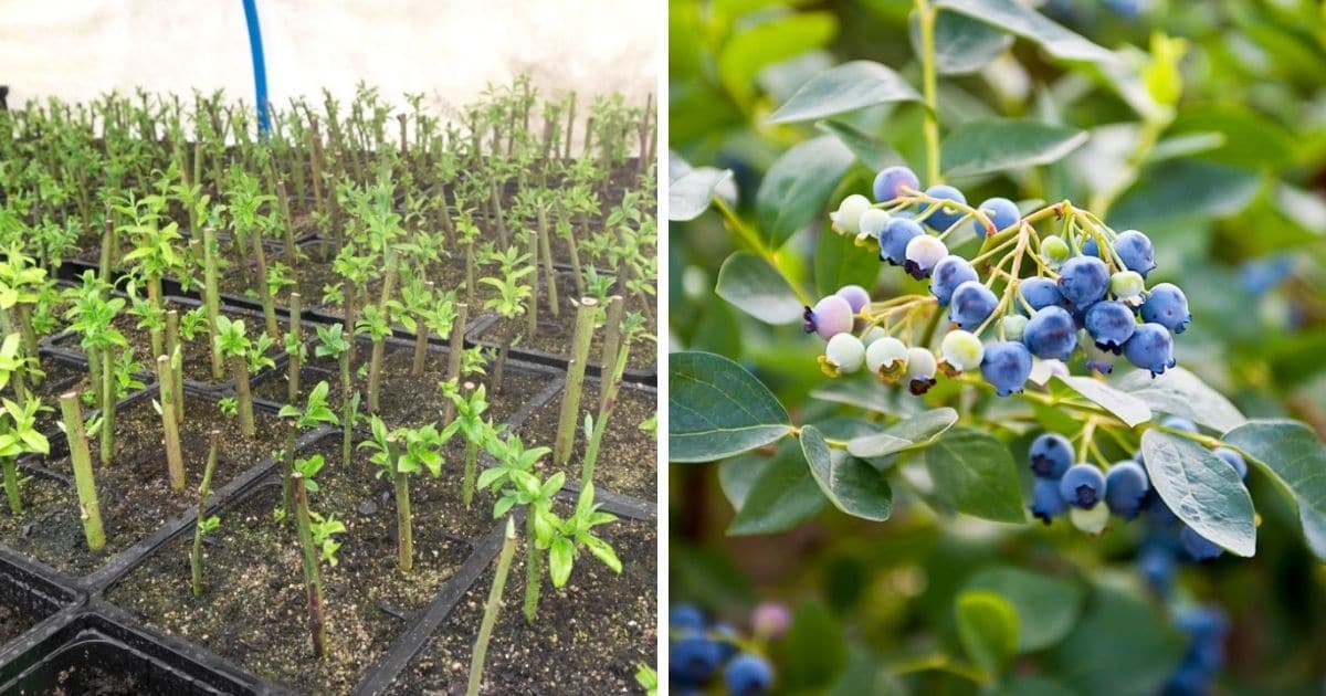 How to Achieve Beautiful Blueberry Bushes with Simple Propagation Tips