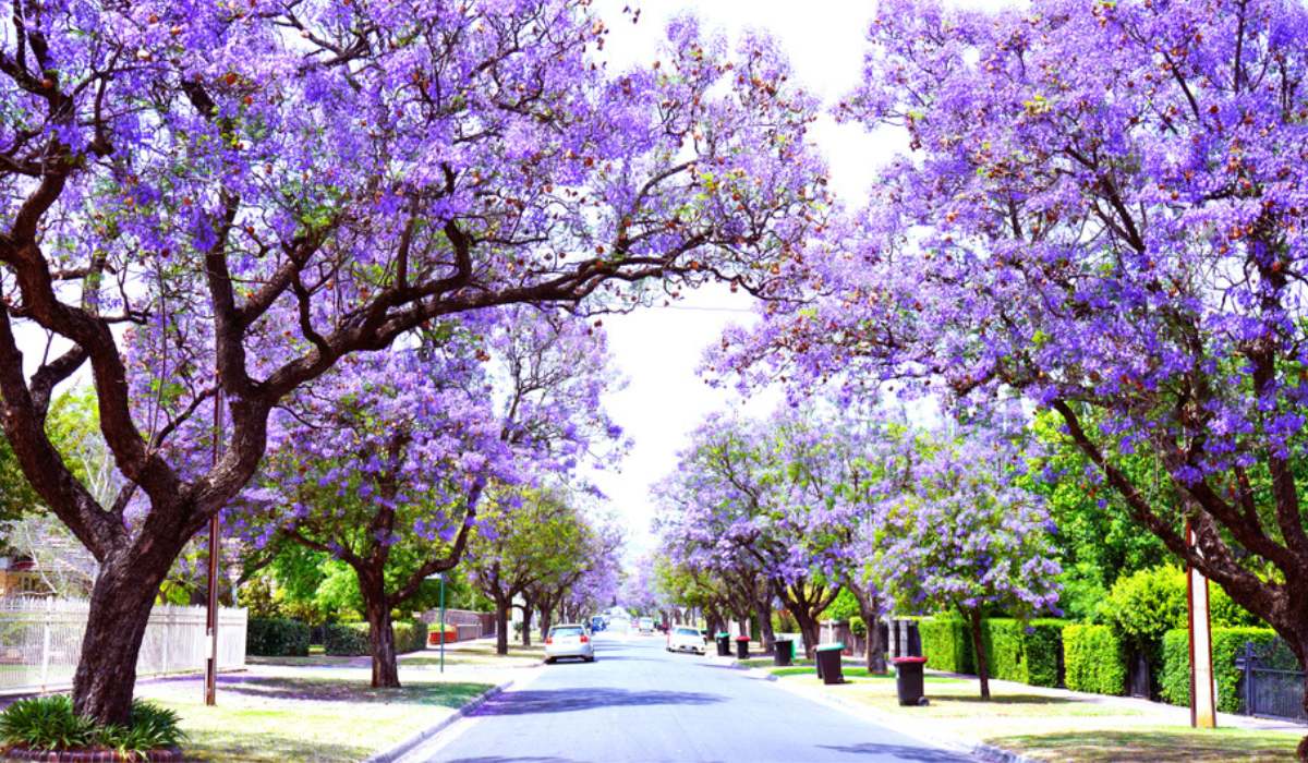 Grow Gorgeous Jacaranda Trees: The Ultimate Guide