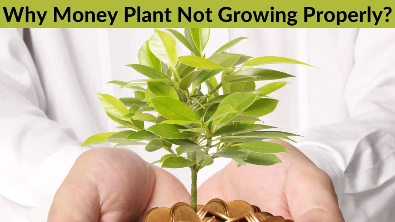 How To Repot Your Money Plant Without Damaging It