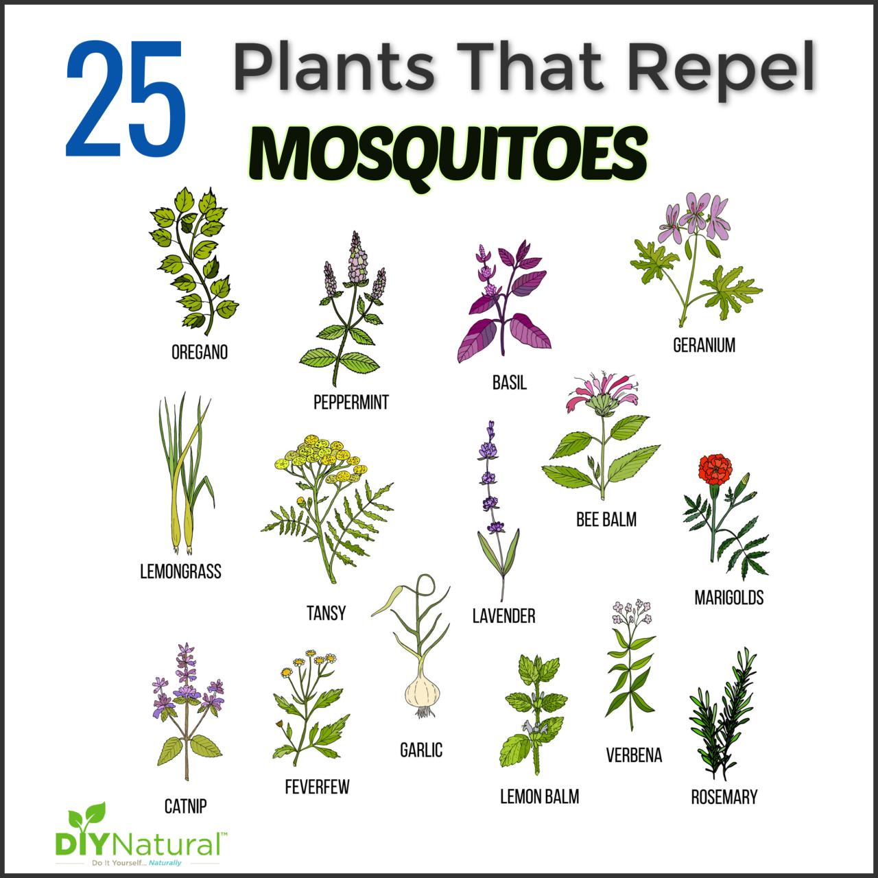 Grow Citronella: Natural Mosquito Repellent