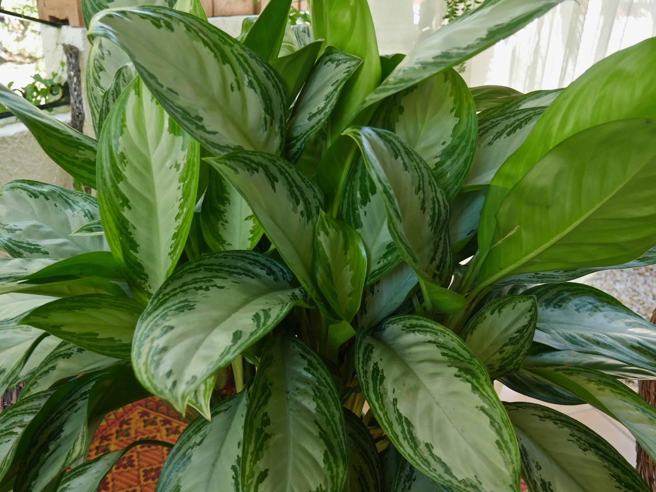 Common Houseplants That Grow Quickly and Easily