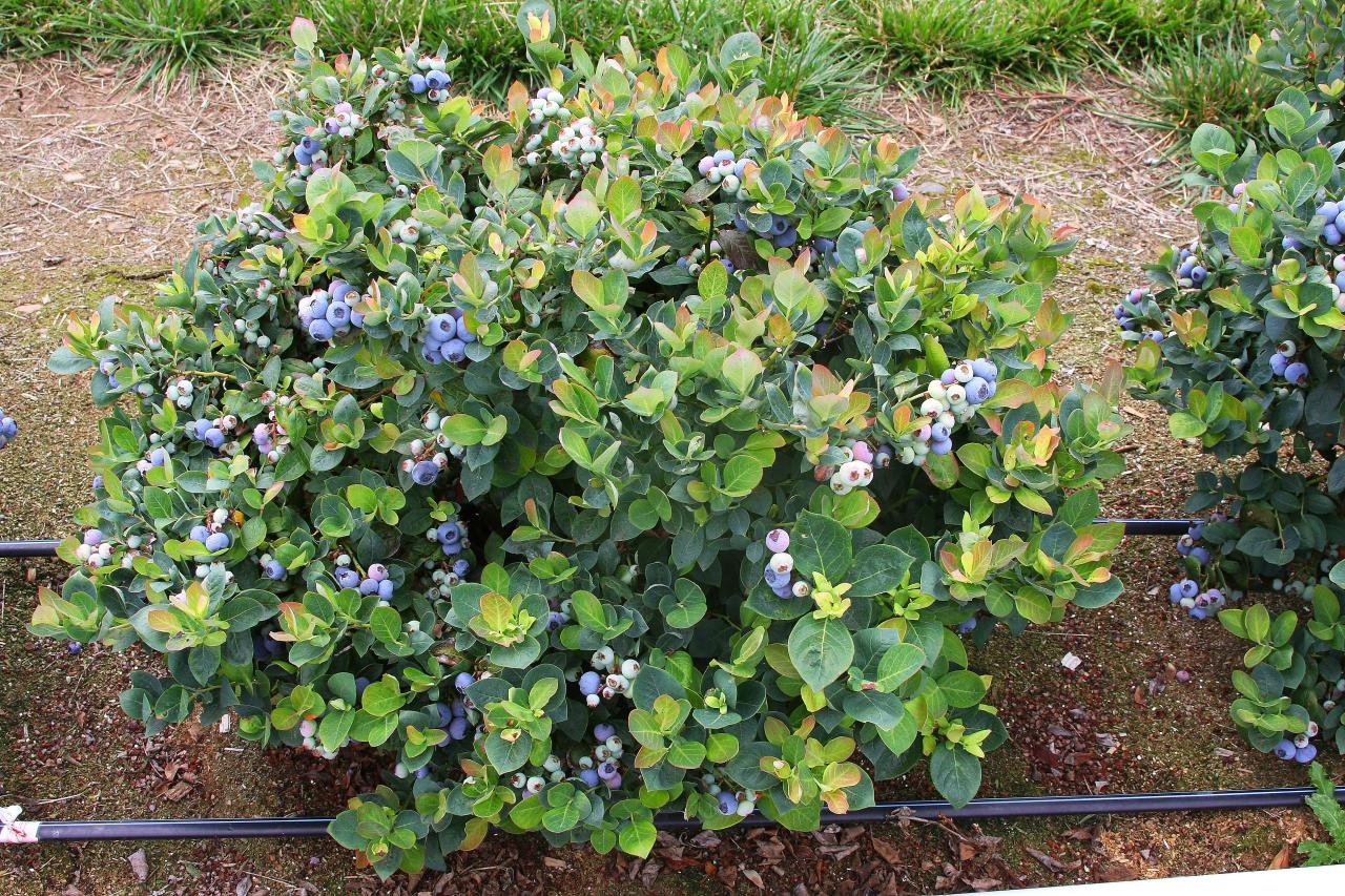 Blueberry blueberries mirtillo piantina americano gigante piantagione bush bushes autunno grown monika gardeningknowhow