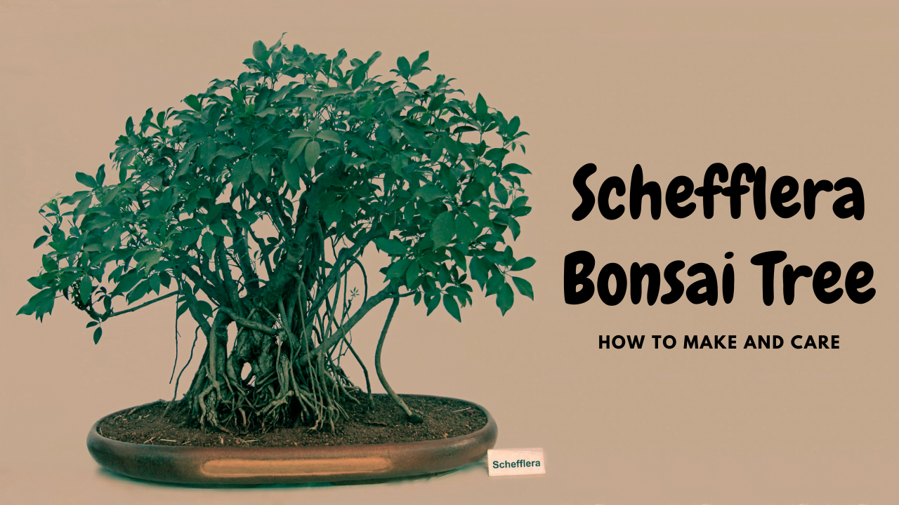 How to Achieve a Successful Schefflera Collection with These Methods