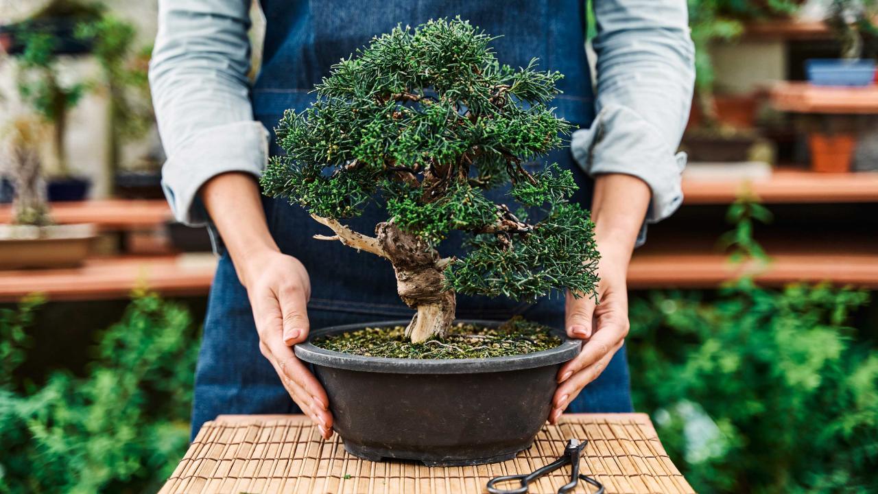 How To Care For A Bonsai Like A Pro