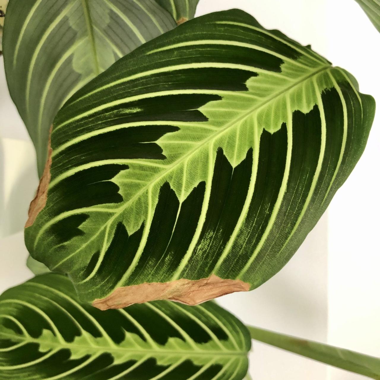 Common Houseplants That Grow Quickly and Easily