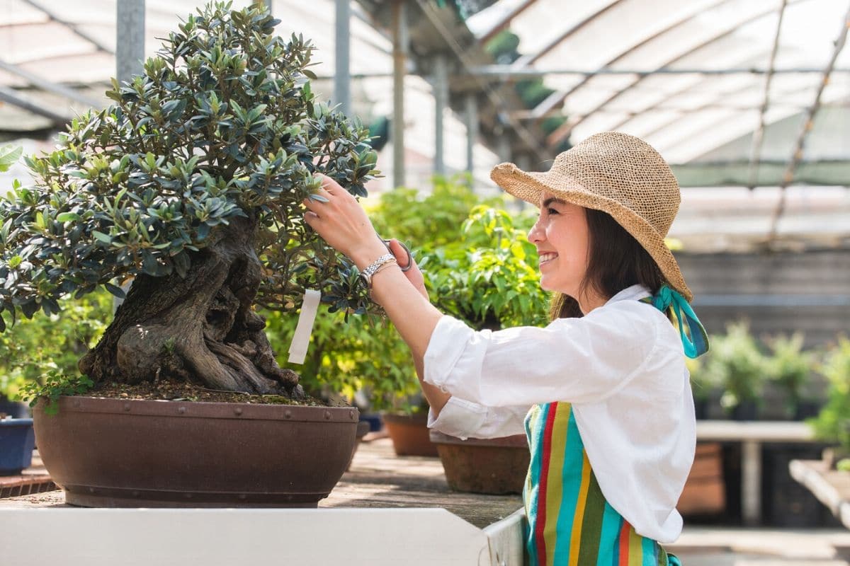 How To Care For A Bonsai Like A Pro