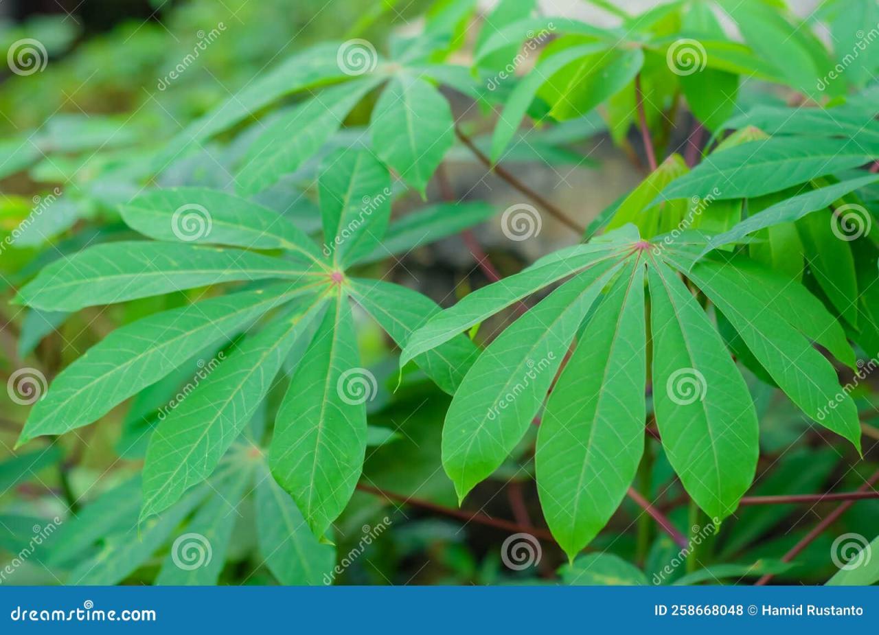 Cassava Leaf Magic: How to Incorporate This Nutritious Green into Your Garden and Meals