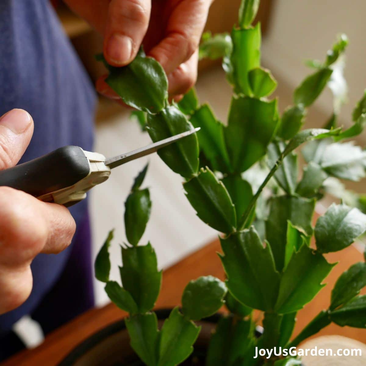 How to Take Cuttings from Hanging Plants: A Step-by-Step Guide