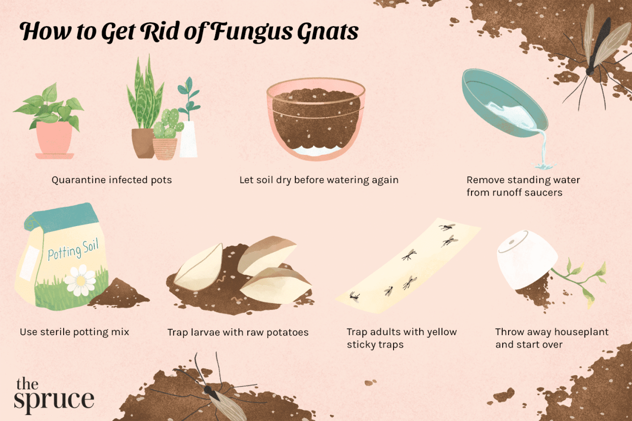 How to Keep Gnats Away from Hanging Plants