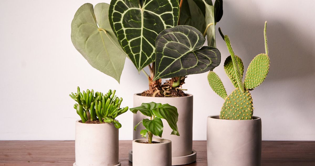 The Best Beginner Houseplants for Busy Households