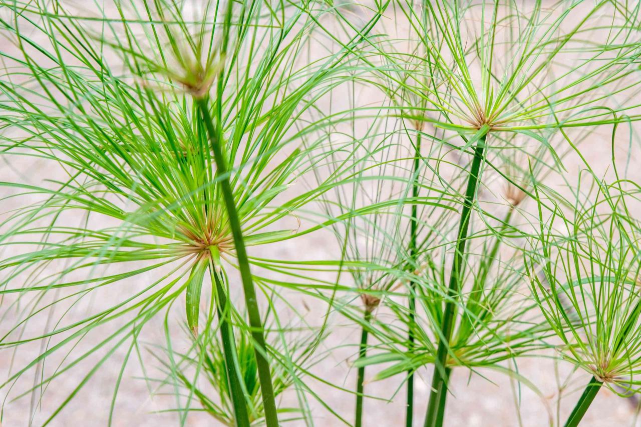 How to Create a Stunning Garden with Papyrus Plant: Essential Growing and Maintenance Tips