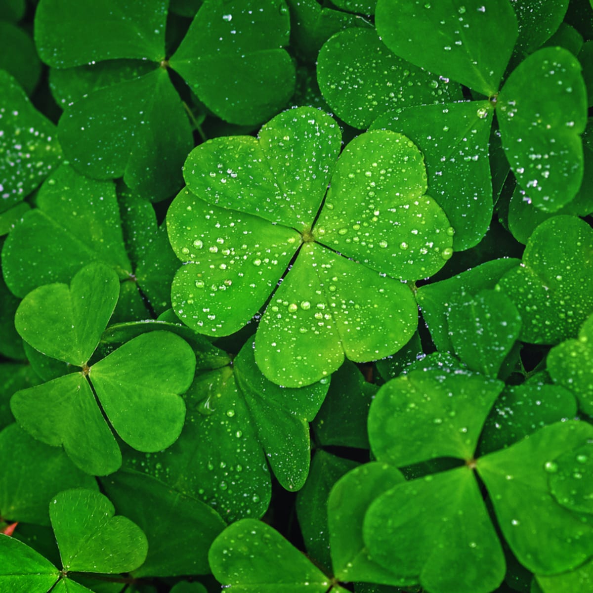 The Essential Tips for Finding and Cultivating Four Leaf Clovers