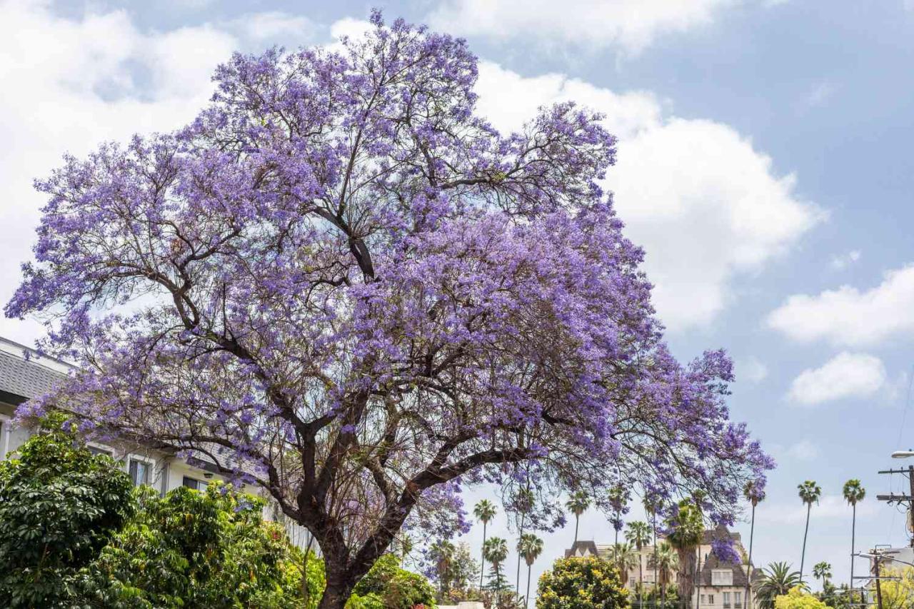 Jacaranda pods