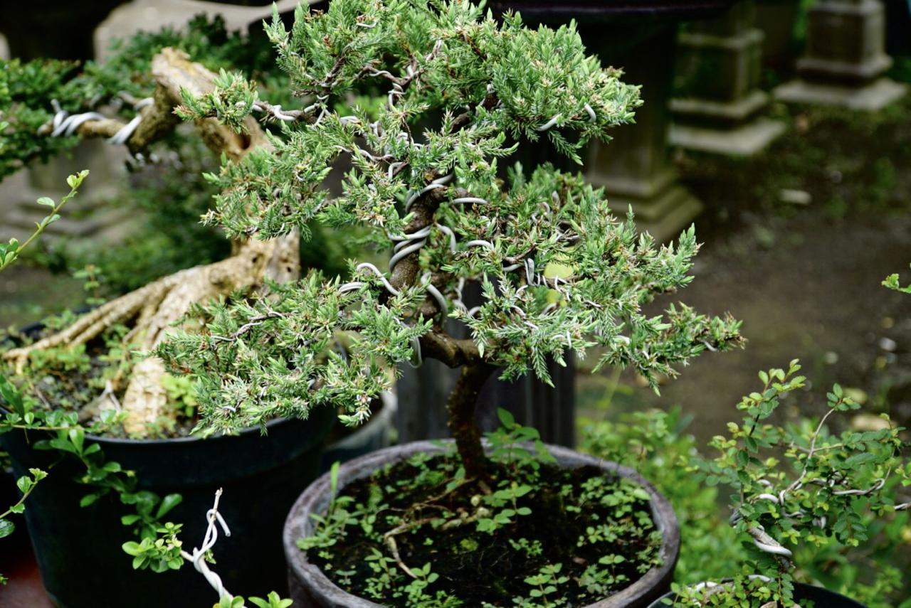 Bonsai juniper tree japanese