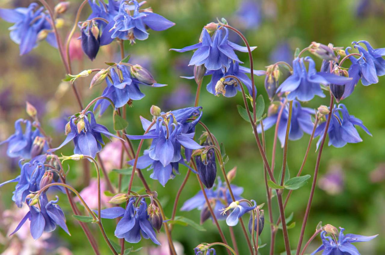 The Benefits of Adding Columbine Plants to Your Garden