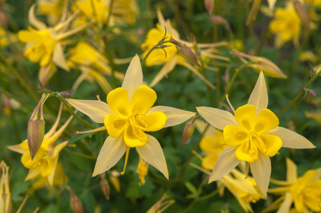 The Benefits of Adding Columbine Plants to Your Garden