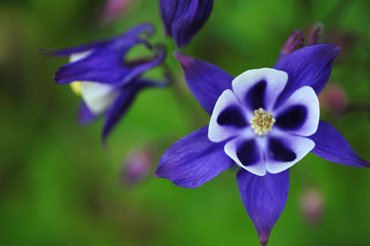 Columbine perennials