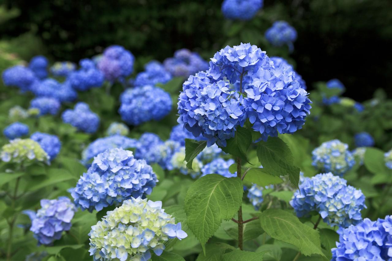 The Top Blue Flowered Plants to Brighten Up Your Salads