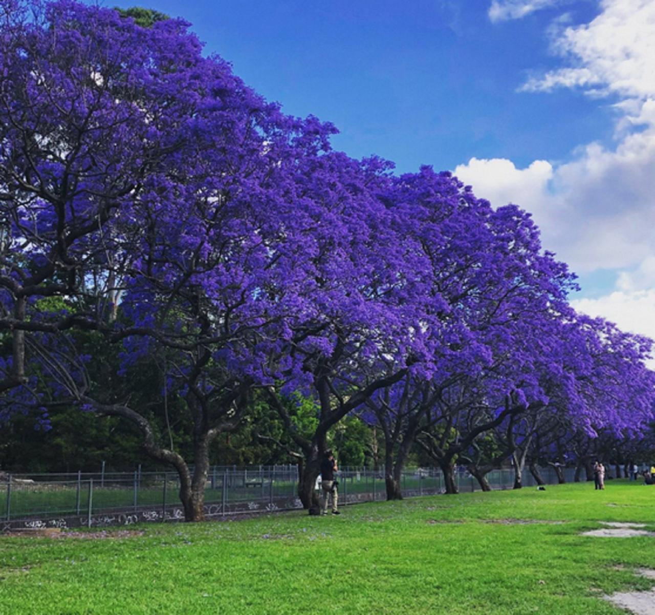 The Ultimate Guide to Jacaranda Tree: Tips for Growing and Maintaining This Gorgeous Tree