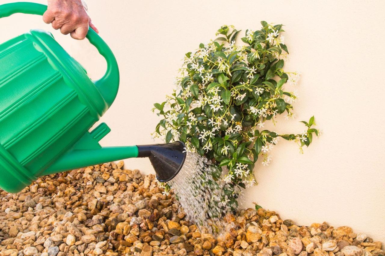 The Ultimate Tips for Growing Star Jasmine Through Propagation!