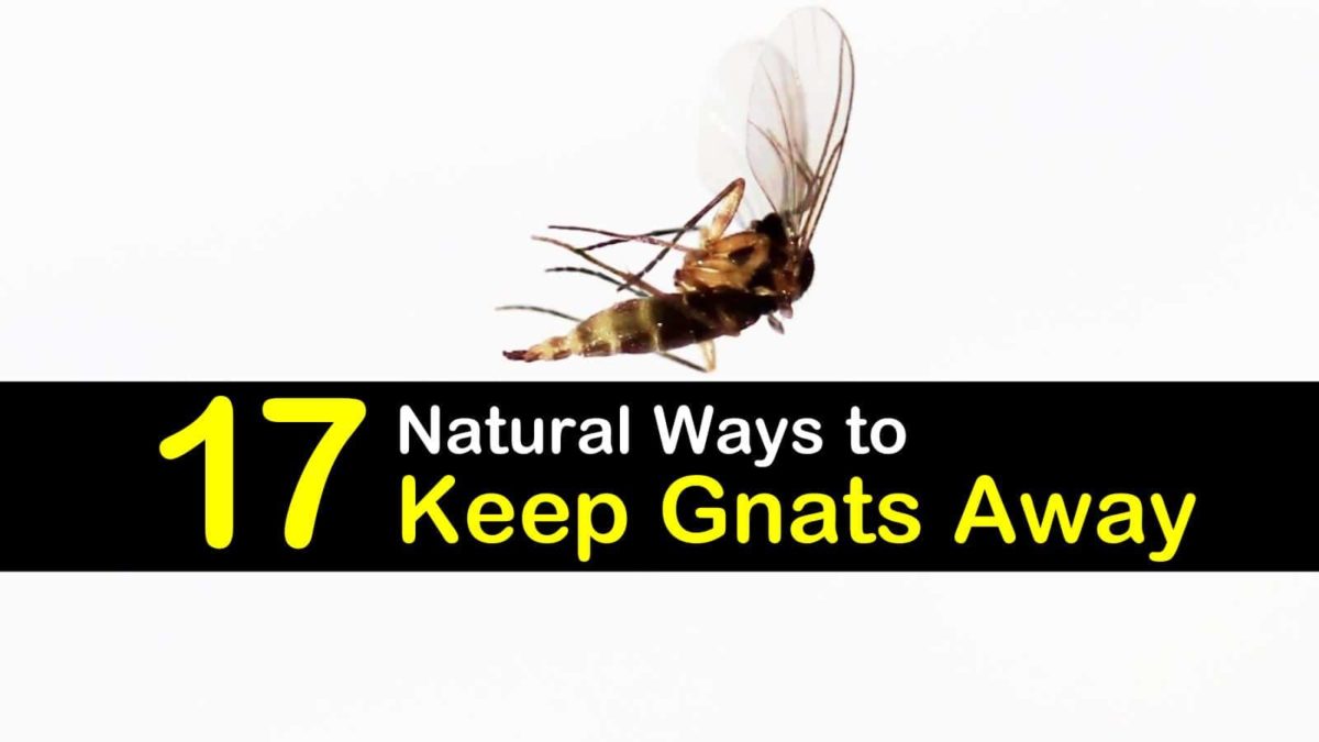 How to Keep Gnats Away from Hanging Plants