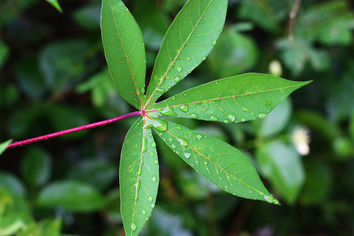 Cassava Leaf Magic: How to Incorporate This Nutritious Green into Your Garden and Meals