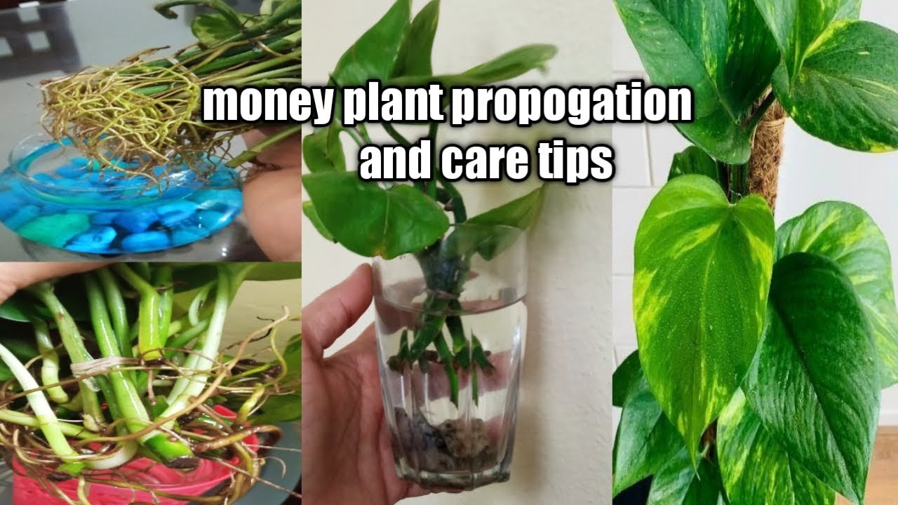 How To Repot Your Money Plant Without Damaging It