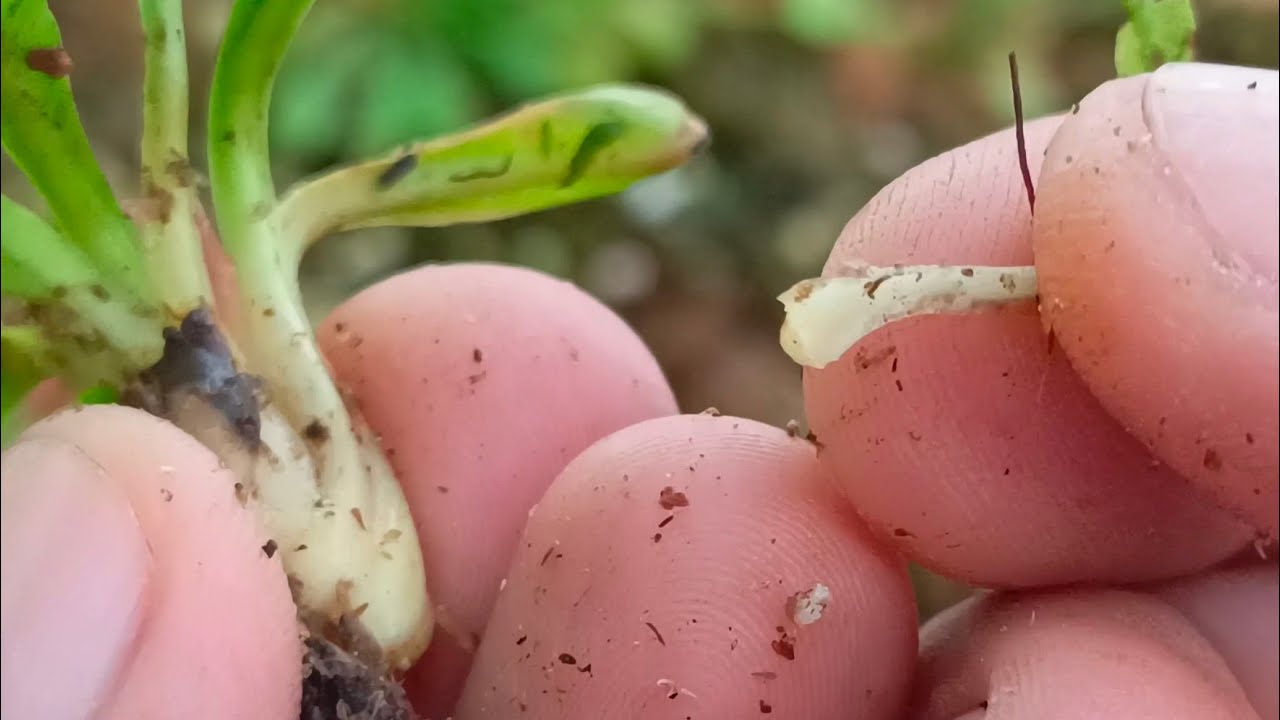 What Every Gardener Should Know About Propagating Venus Fly Traps