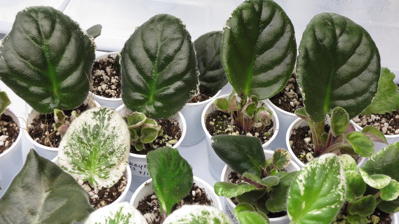 Why African Violet Propagation is the Best Way to Grow Plants