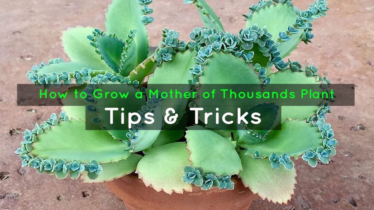 Everything You Need to Know About Growing New Mother of Thousands