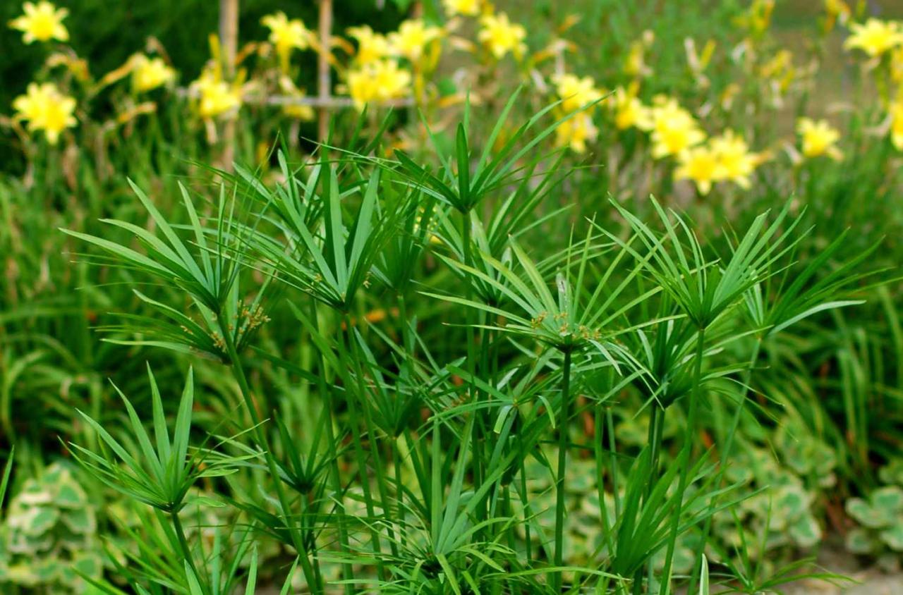 How to Create a Stunning Garden with Papyrus Plant: Essential Growing and Maintenance Tips