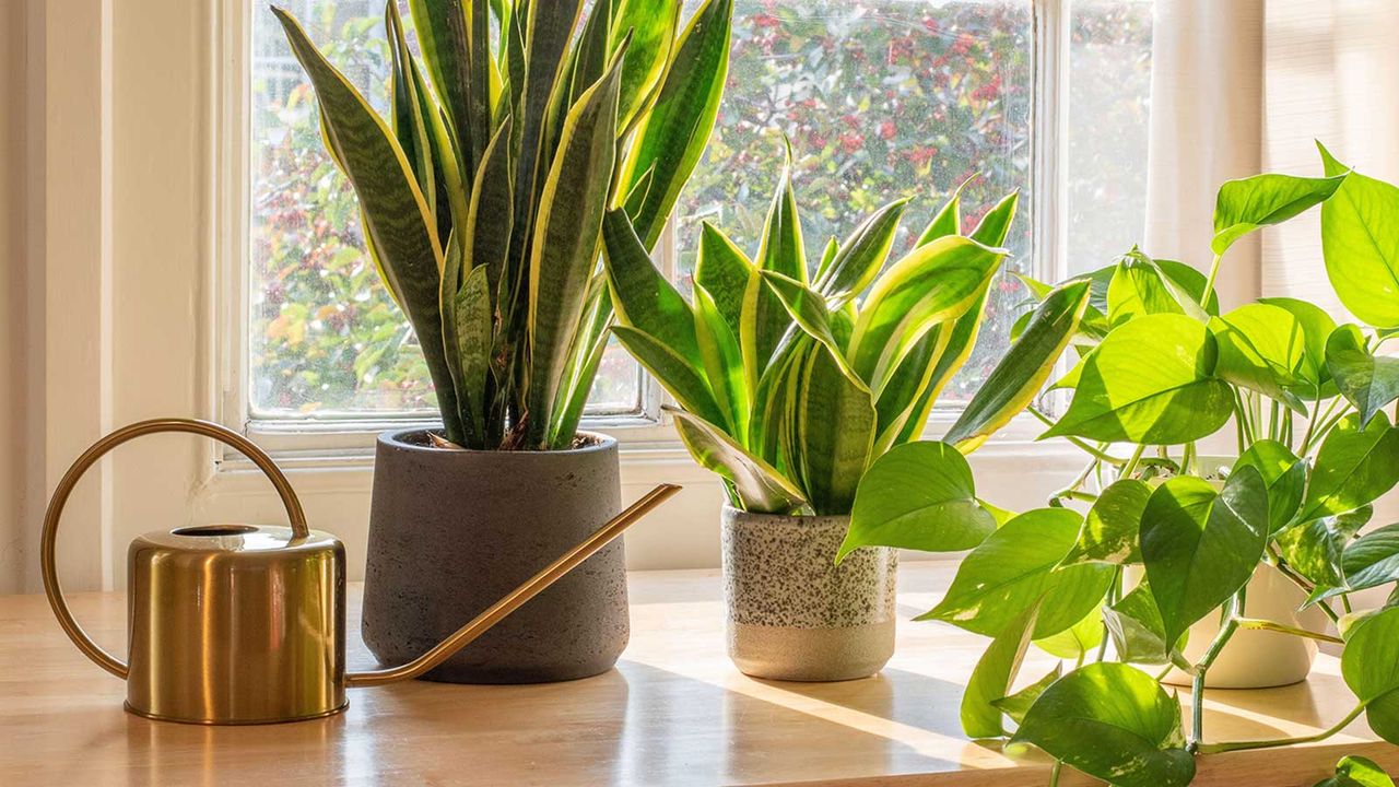 Watering Tips for Snake Plants in Different Room Environments