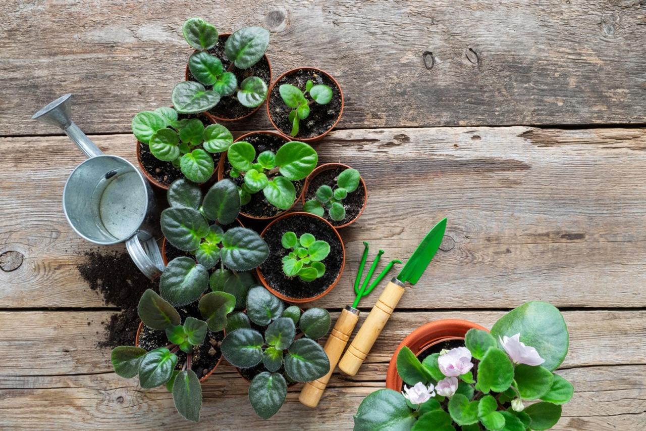 Why African Violet Propagation is the Best Way to Grow Plants