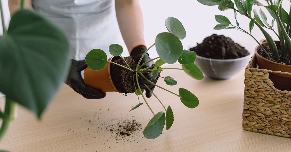 How To Repot Your Money Plant Without Damaging It