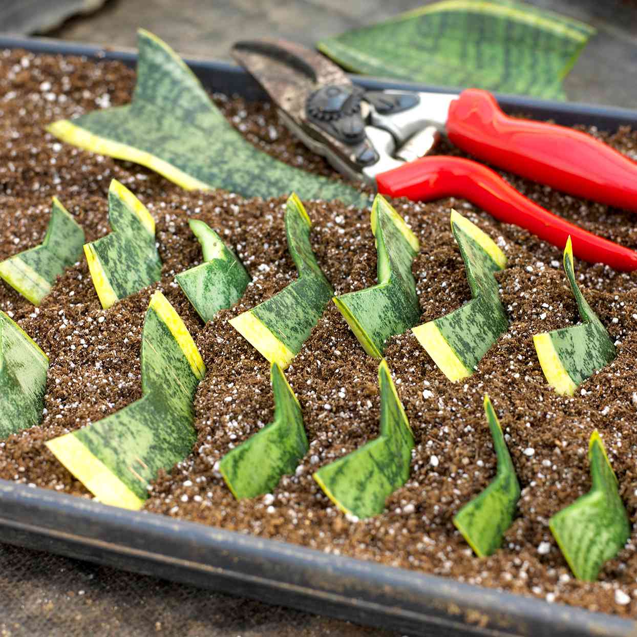 How to Take Cuttings from Hanging Plants