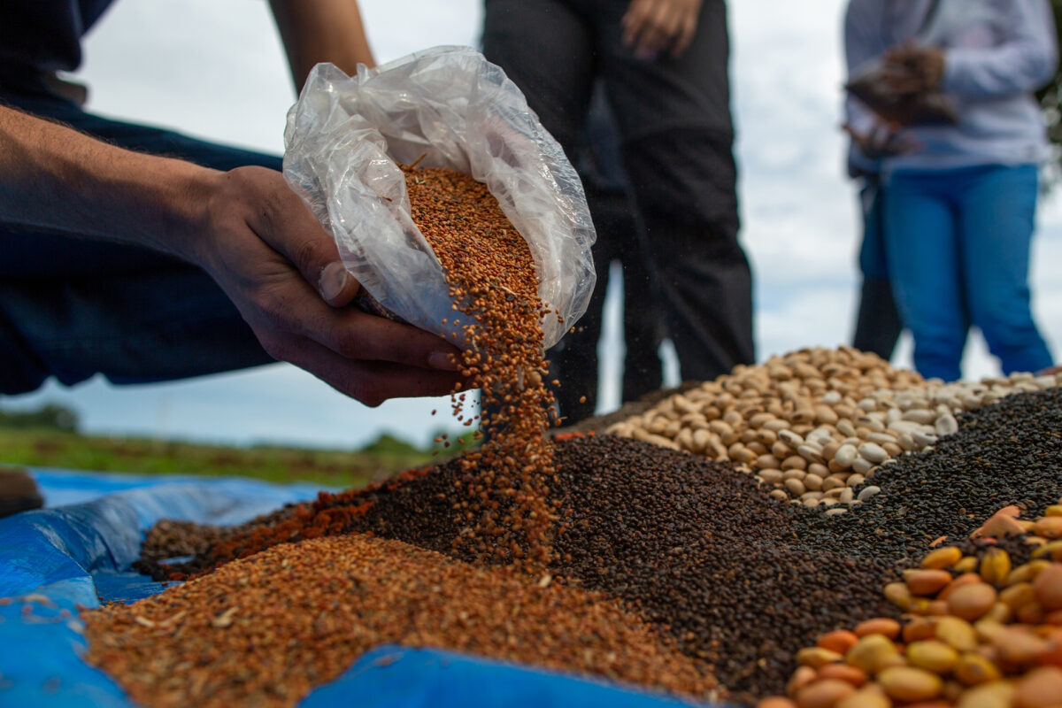 How Spiky Seeds Are Used in Reforestation Projects