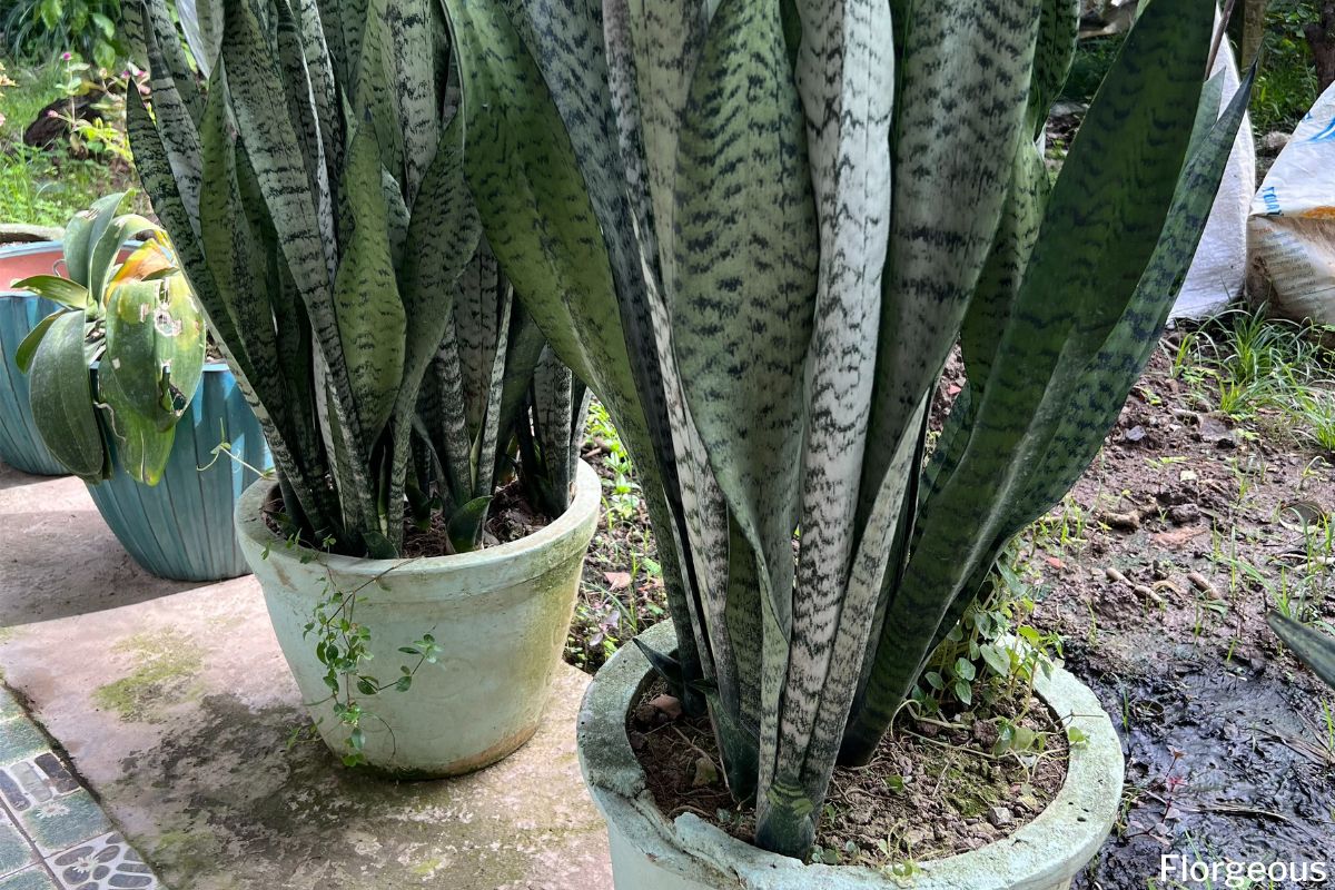 Watering Snake Plants: A Seasonal Guide