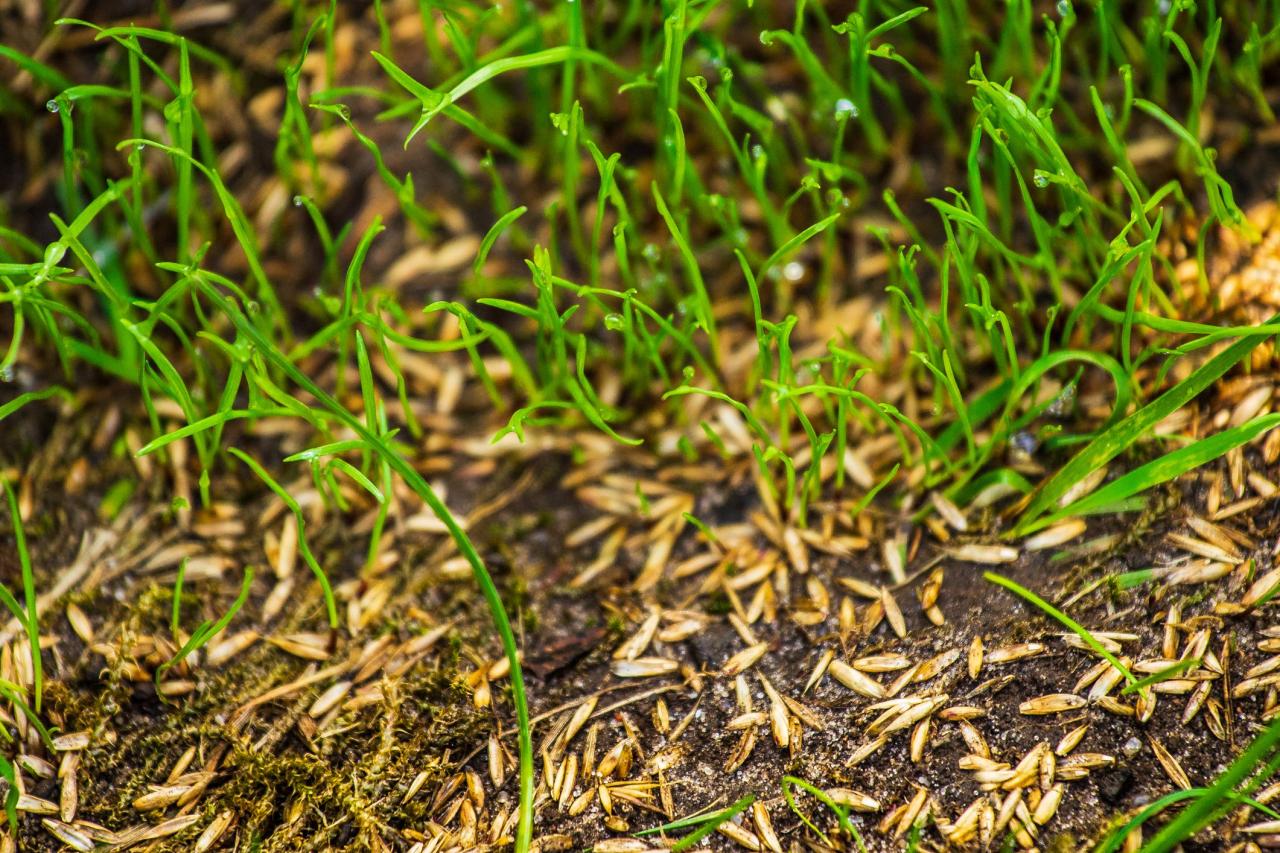 Best Times to Sow Grass Seed: Expert Tips for a Healthy and Stunning Lawn