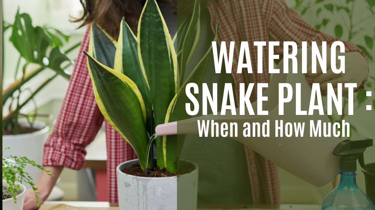 Watering Snake Plants: A Seasonal Guide